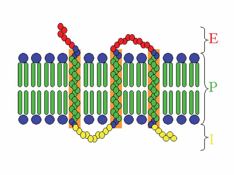Transmembrane receptor:E=extracellular space; I=intracellular space; P=plasma membrane