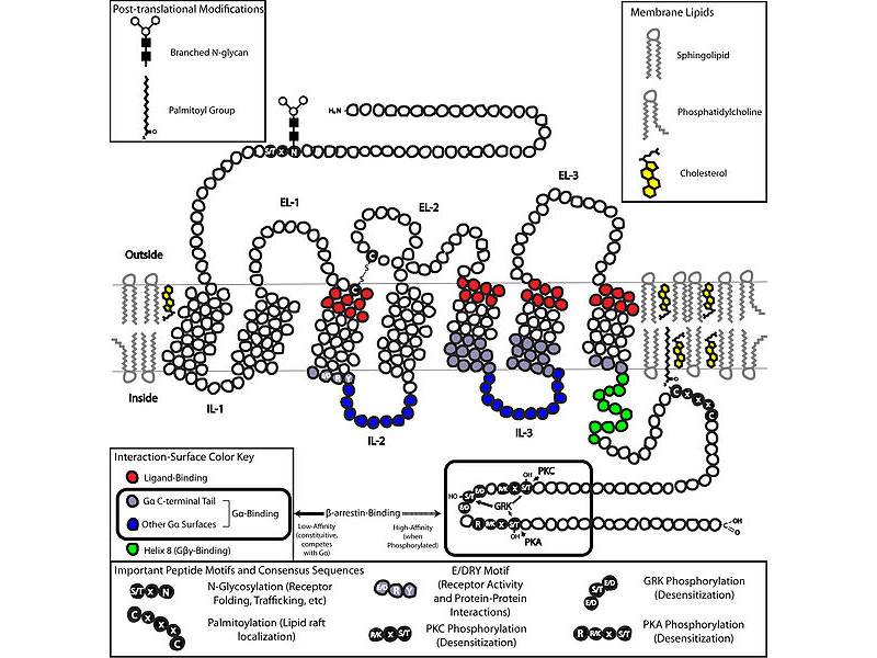 Two-dimensional schematic of a generic GPCR set in a Lipid Raft. Click the image for higher resolution to see details regarding the locations of important structures.