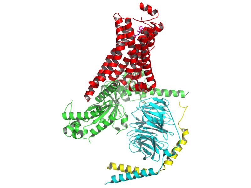 Crystal structure of activated beta-2 adrenergic receptor in complex with Gs(PDB entry 3SN6). The receptor is colored red, Gα green, Gβ cyan, and Gγ yellow. The C-terminus of Gα is located in a cavity created by an outward movement of the cytoplasmic parts of TM5 and 6.