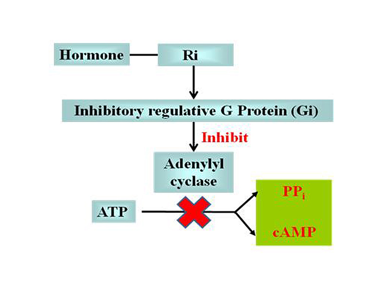 The effect of Ri and Gi in cAMP signal pathway
