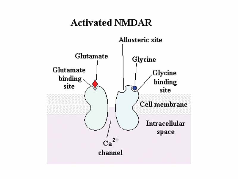 Stylised depiction of an activated NMDAR. Glutamate is in the glutamate binding site and glycine is in the glycine binding site. Allosteric sites that would cause inhibition of the receptor are not occupied. NMDARs require the binding of two molecules of glutamate or aspartate and two of glycine.