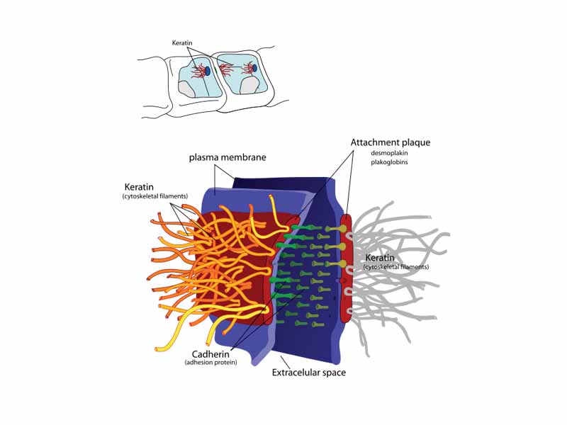 A desmosome, also known as macula adherens (Latin: adhering spot), is a cell structure specialized for cell-to-cell adhesion. A type of junctional complex, they are localized spot-like adhesions randomly arranged on the lateral sides of plasma membranes