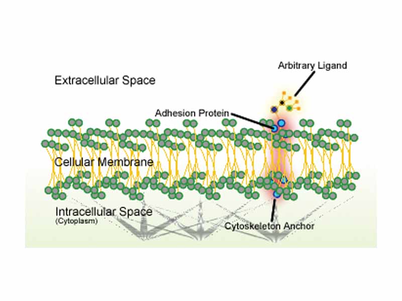 Schematic of cell adhesion