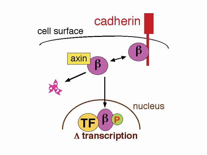 Beta-catenin (?) can interact with several different proteins inside cells. The interaction of beta-catenin with other proteins is often regulated by the reversible attachment of phosphate (P).