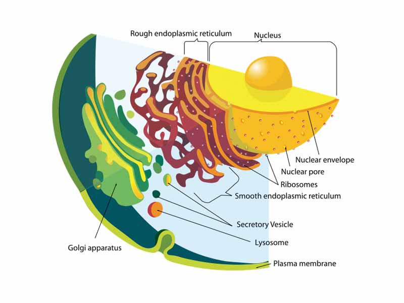 Detail of the endomembrane system and its components