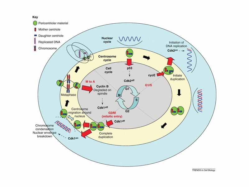 Role of the centrosome in cell cycle progression