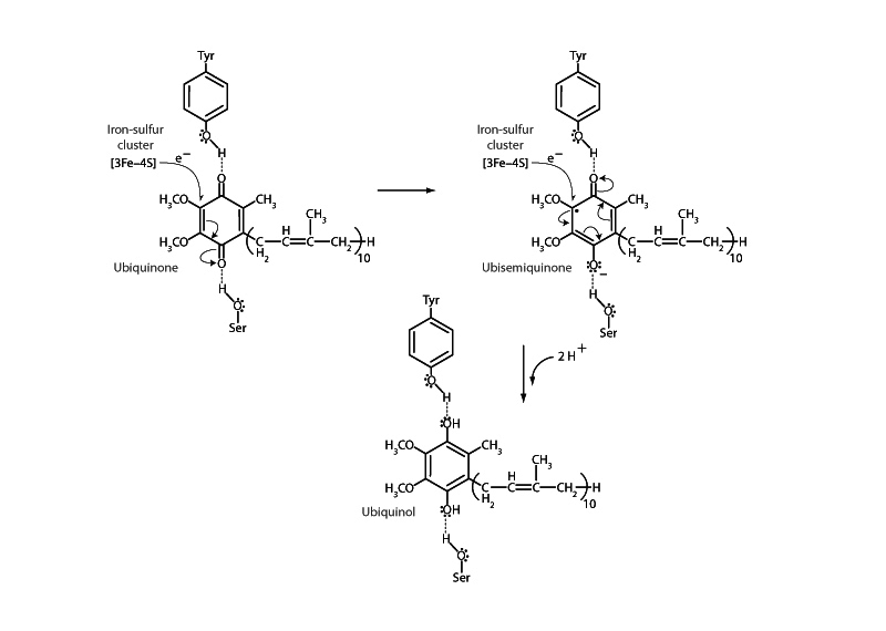 Reduction of ubiquinone by succinate dehydrogenase.