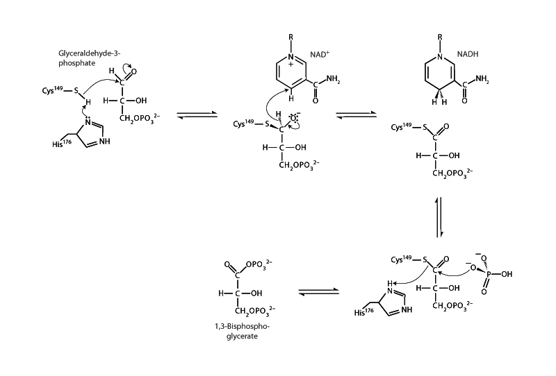 Glyceraldehyde 3-phosphate dehydrogenase.