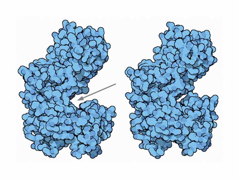 Hexokinase: 1st glycolysis enzyme. Left: without glucose (shown the Glc binding pocket) (PDB code=1hkg). Right: with glucose (PDB code=2yhx)
