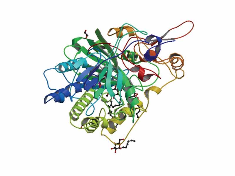 Ribbon diagram of electron-transferring-flavoprotein dehydrogenase in complex with ubiquinone