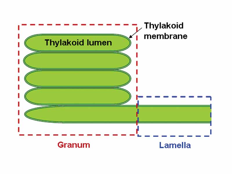 Schematic representation of a thylakoid granum.