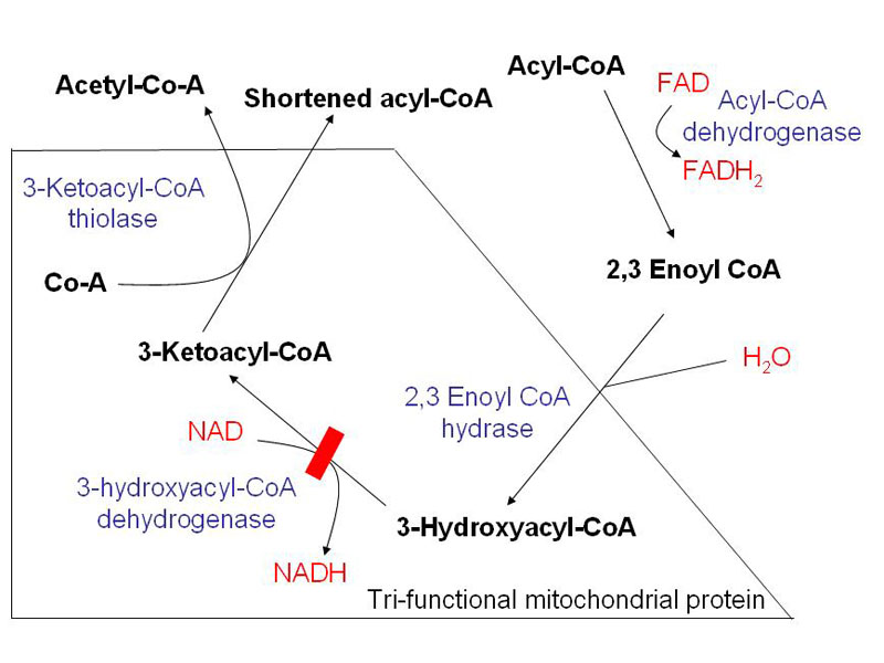 Schematic demonstrating mitochondrial fatty acid beta-oxidation