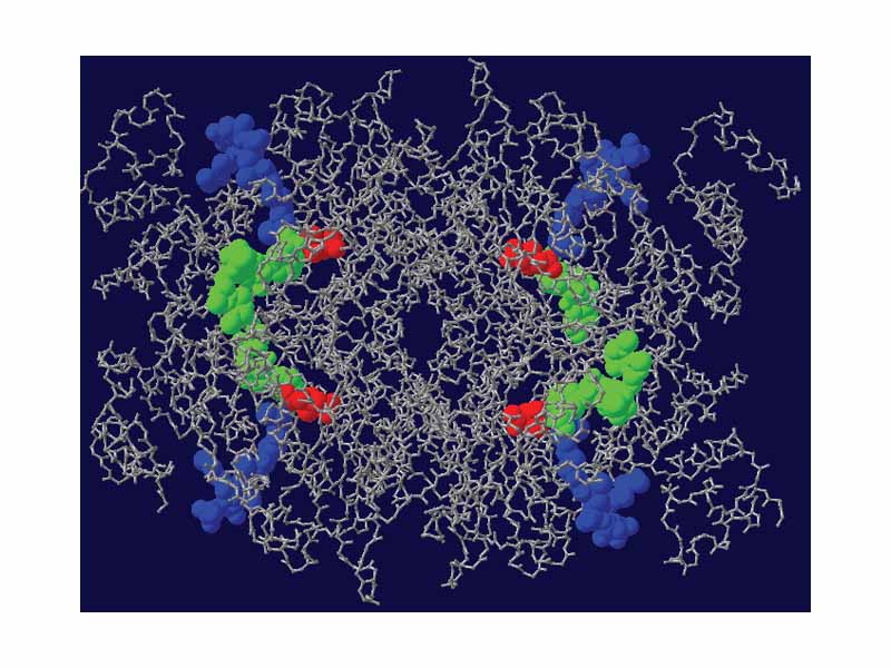 HMG-CoA reductase-Substrate complex (Blue:Coenzyme A, red:HMG, green:NADP)