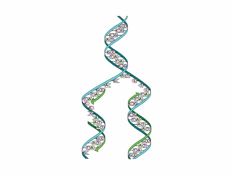 DNA replication. The double helix is unwound and each strand acts as a template. Bases are matched to synthesize the new partner strands.