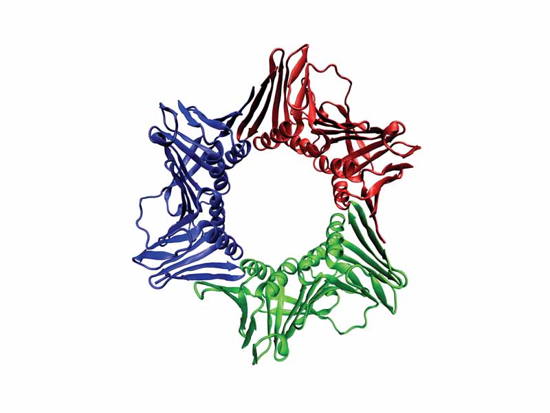 The assembled human DNA clamp, a trimer of the protein PCNA.