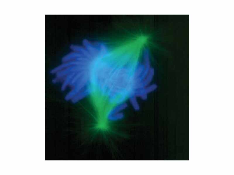 An image of a newt lung cell stained with fluorescent dyes during metaphase. The material stained green are the mitotic spindles and the material stained light blue are the chromosomes.