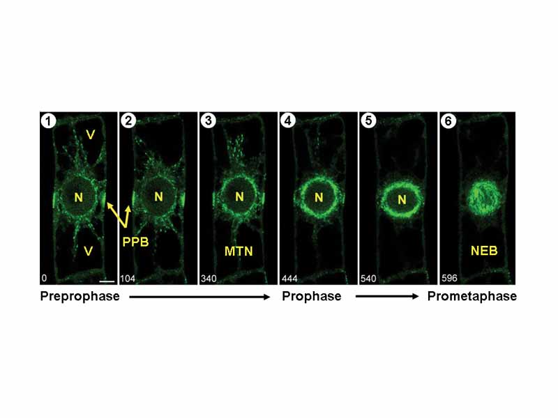 Microtubule dynamics during preprophase and prophase in plant cell mitosis