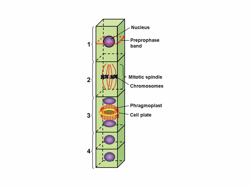 The preprophase band predicts the cell division plane: 1) Preprophase band formation during preprophase. 2) Metaphase spindle orients with the equator along the plane marked by preprophase band. 3) Phragmoplast and cell plate form along the plane marked by preprophase band. 4) The new cell wall of the daughter cells connects with the parent cell wall along the line of the former preprophase band location.