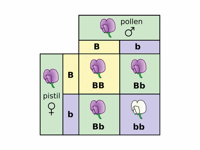 A Punnett square depicting a cross between two pea plants heterozygous for purple (B) and white (b) blossoms.
