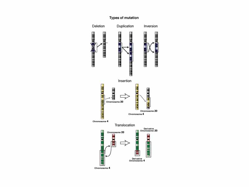 Illustrations of five types of chromosomal mutations.