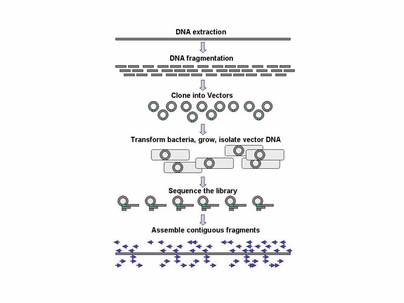 Genomic DNA is fragmented into random pieces and cloned as a bacterial library. DNA from individual bacterial clones is sequenced and the sequence is assembled by using overlapping regions