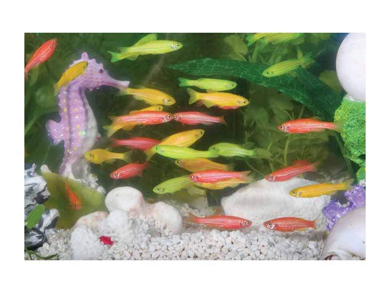GloFish are a type of zebrafish with recombinant DNA. Genes for fluorescent proteins have been inserted into their genome to produce their fluorescent colors.