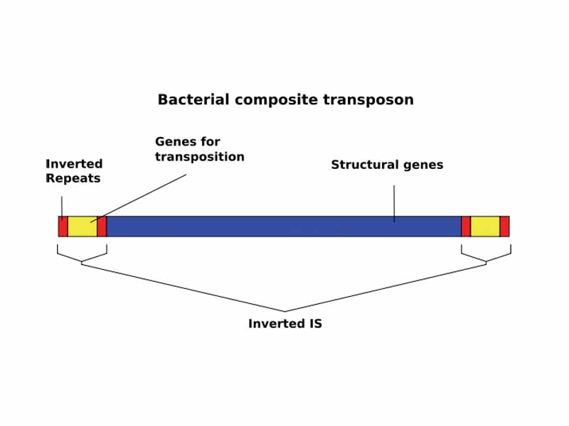 Diagram illustrating the role of insertion sequences (IS) in a composite transposon