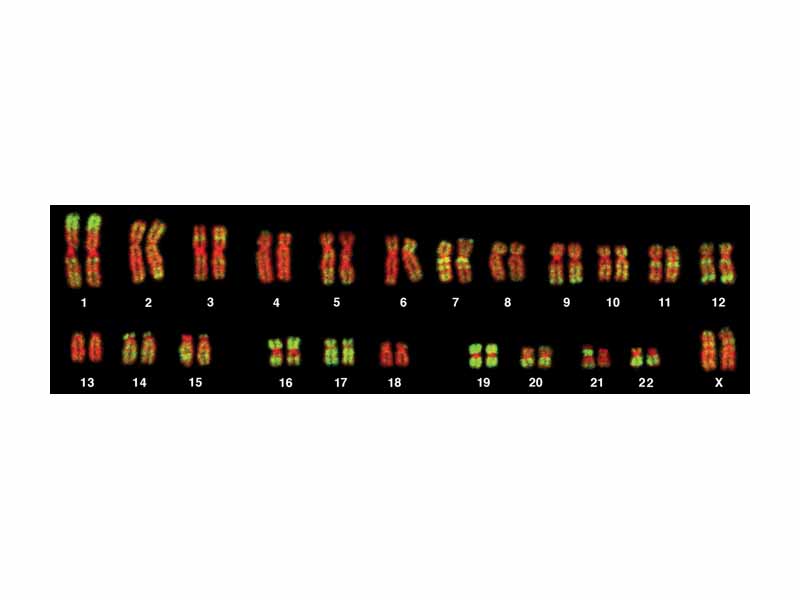 Karyotype from a human female lymphocyte probed for the Alu sequence using FISH.