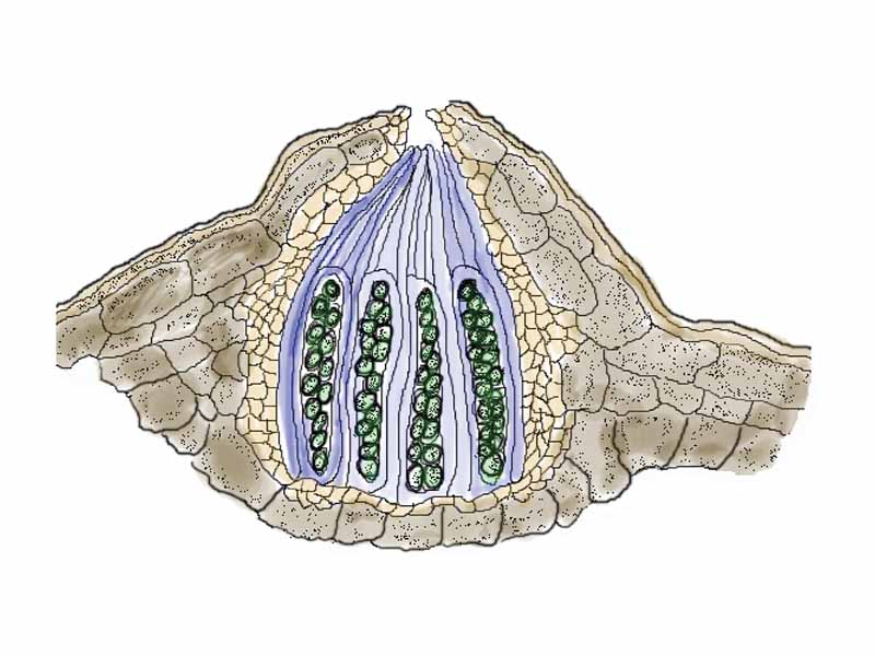 Diagram of a perithecium. The ascospores (green) are in 8 pairs in each ascus.