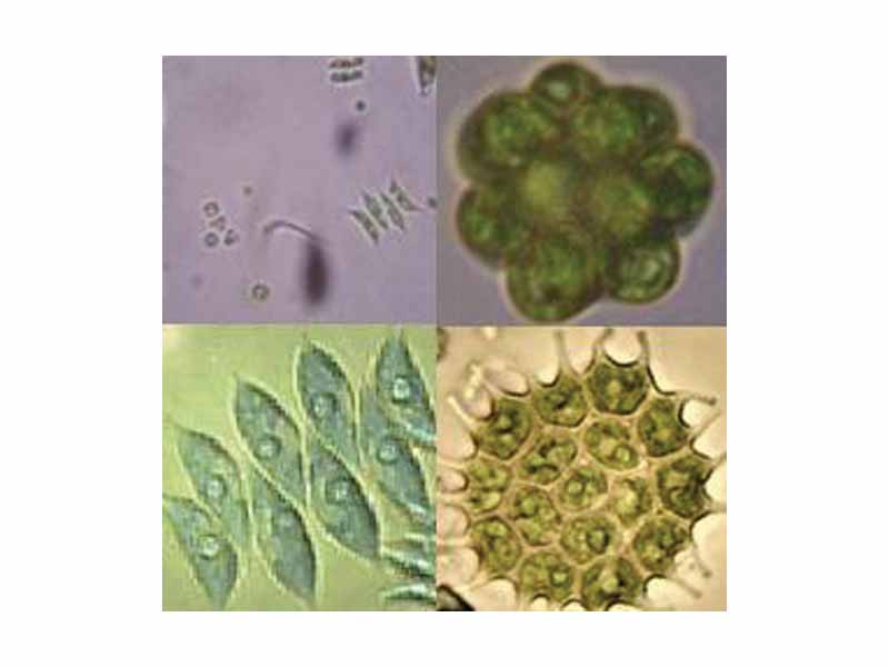 Kingdom: Plantae  -  Division: Chlorophyta  -  Class: Chlorophyceae  -  Order: chlorococcales