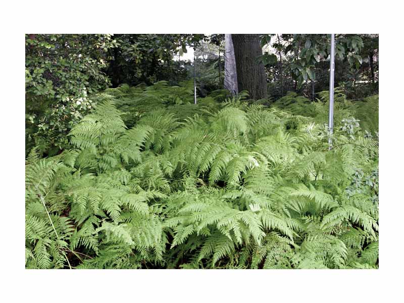 Ferns at the Royal Melbourne Botanical Gardens