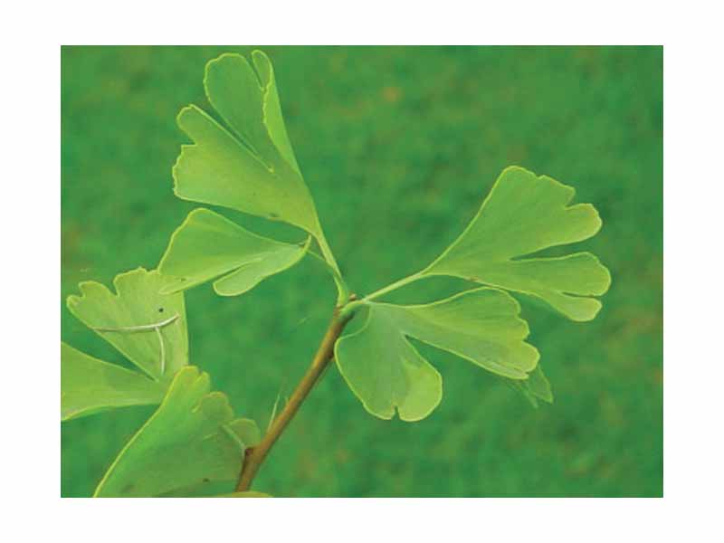 Kingdom: Plantae  -  Division: Ginkgophyta  -  Class: Ginkgoopsida  -  Order: Ginkgoales  -  Family: Ginkgoaceae  -  Genus: Ginkgo