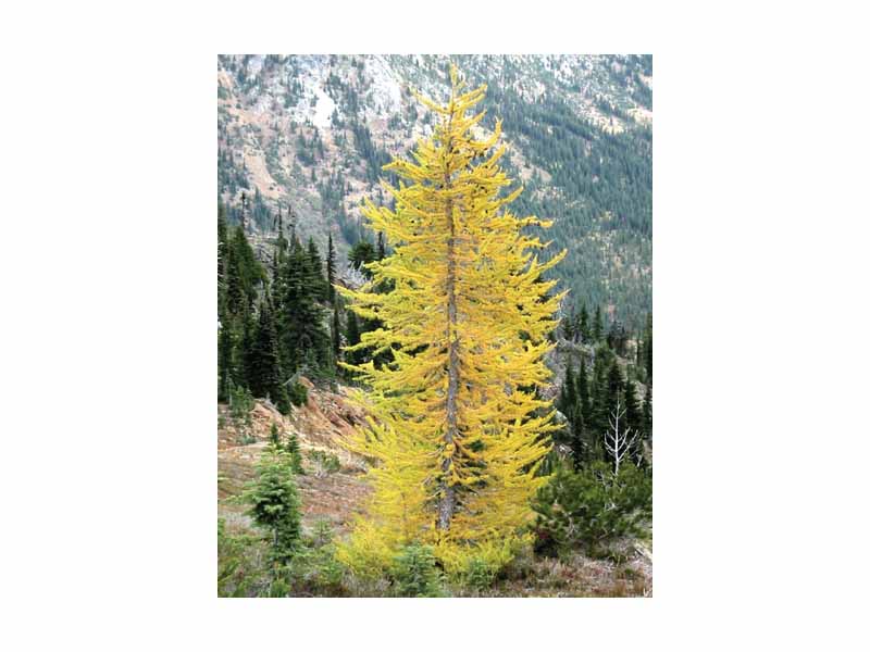 Kingdom: Plantae  -  Division: Pinophyta  -  Class: Pinopsida  -  Order: Pinales  -  Family: Pinaceae  -  Genus: Larix  -  Species: L. lyallii