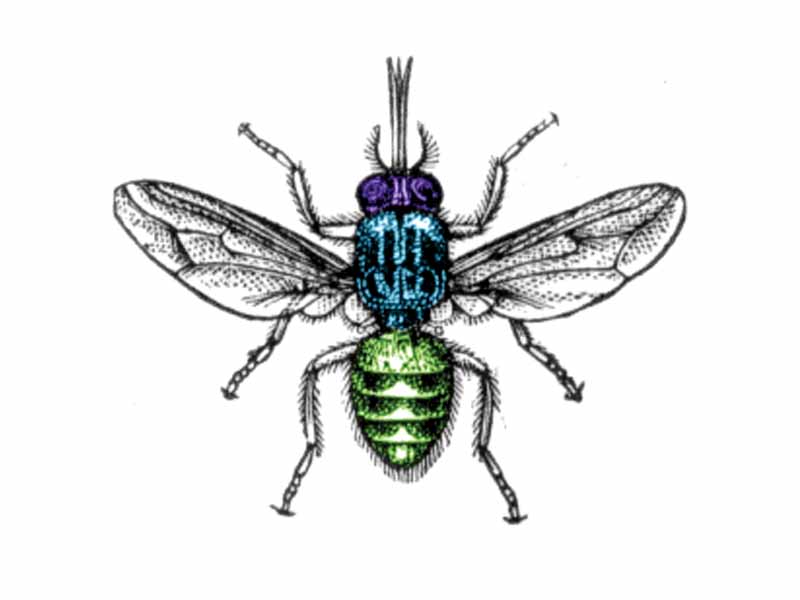 Diagram of a tsetse fly, showing the head, thorax and abdomen