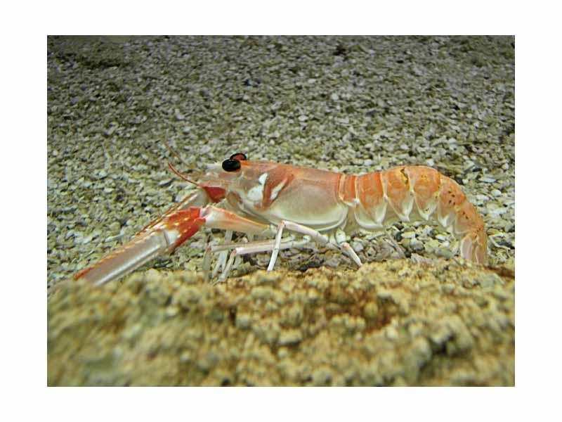 Kingdom: Animalia  -  Phylum: Arthropoda  -  Subphylum: Crustacea