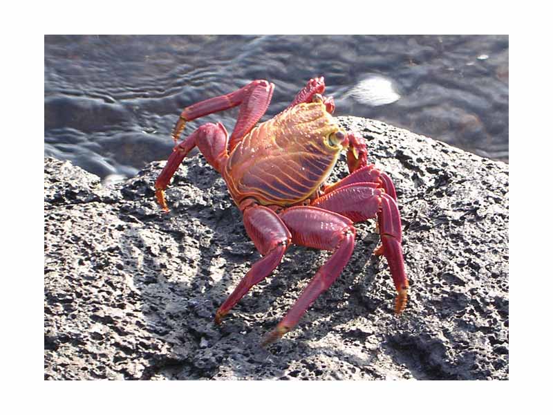 Kingdom: Animalia  -  Phylum: Arthropoda  -  Subphylum: Crustacea  -  Class: Malacostraca  -  Order: Decapoda  -  Suborder: Pleocyemata  -  Infraorder: Brachyura