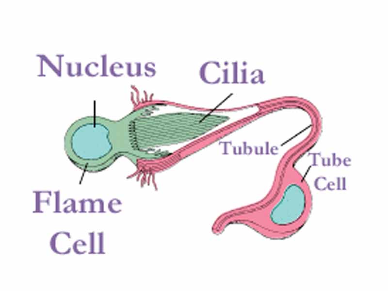 Flame cell