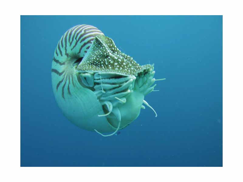 Kingdom: Animalia  -  Phylum: Mollusca  -  Class: Cephalopoda  -  Subclass: Nautiloidea