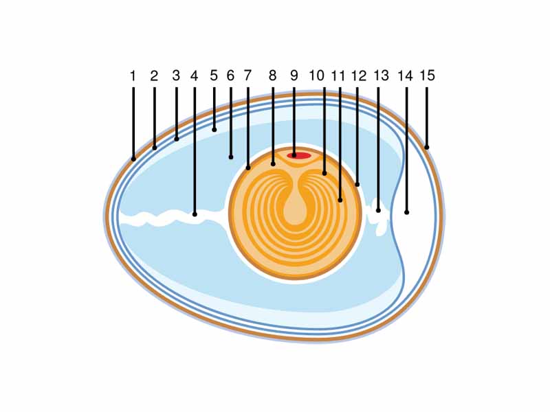 Anatomy of an amniotic egg  -  1. Eggshell  -  2. Outer membrane  -  3. Inner membrane  -  4. Chalaza  -  5. Exterior albumen (outer thin albumen)  -  6. Middle albumen (inner thick albumen)  -  7. Vitelline membrane  -  8. Nucleus of Pander  -  9. Germinal disk (blastoderm)  -  10. Yellow yolk  -  11. White yolk  -  12. Internal albumen  -  13. Chalaza  -  14. Air cell  -  15. Cuticula