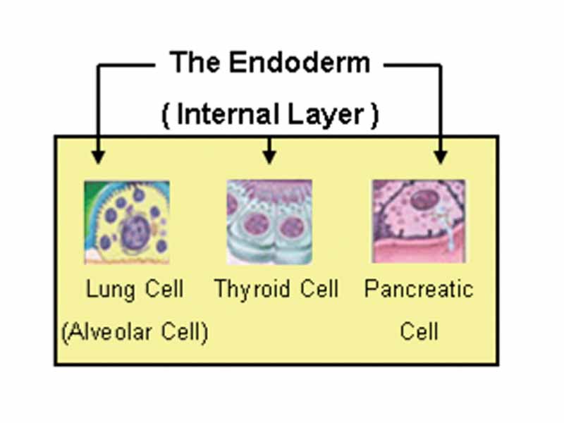 The endoderm produces tissue within the lungs, thyroid, and pancreas.