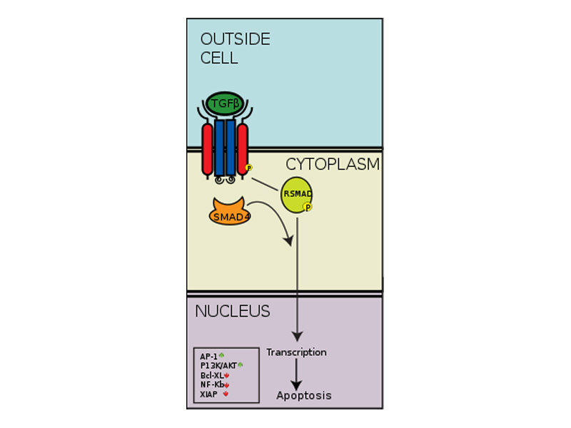 The SMAD Pathway