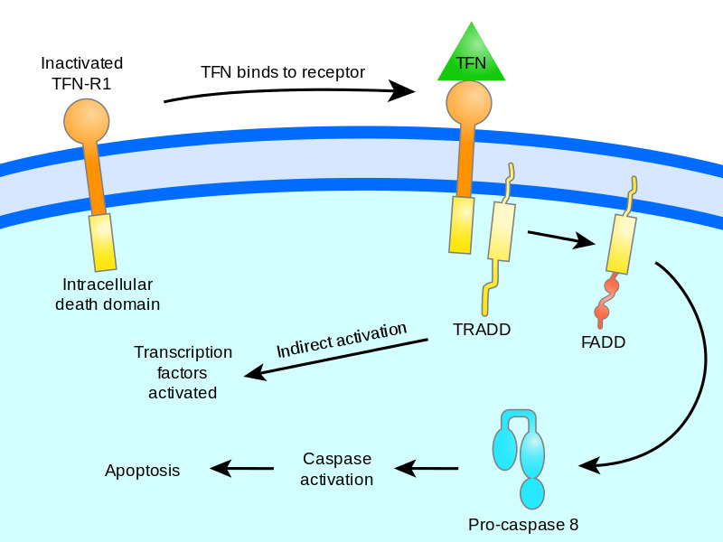 Overview of TNF signaling in apoptosis.