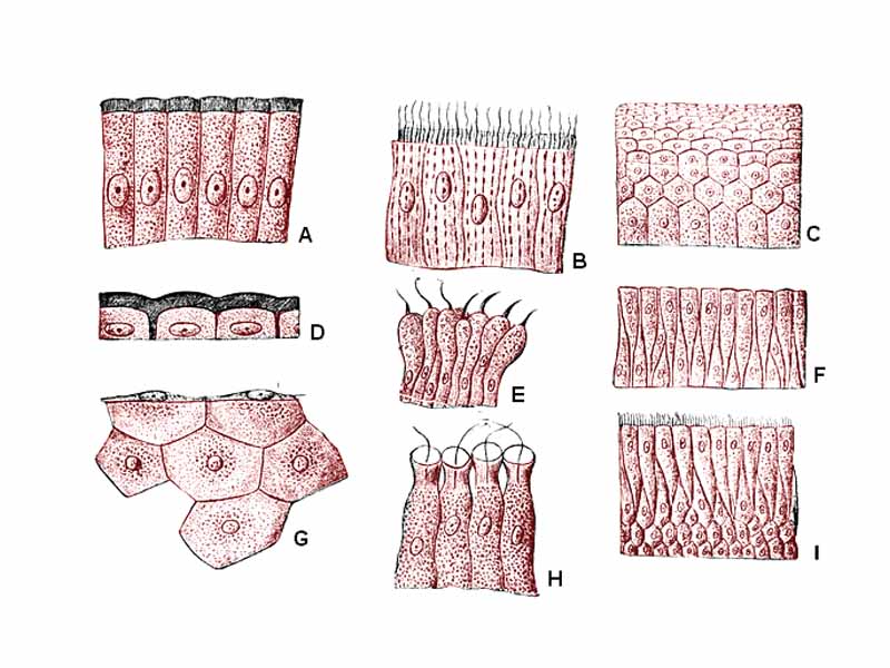 A  simple cylindrical epithelium  -  B  simple cylindrical epithelium with cilias  -  C  complex squamus epithelium  -  D simple squamus epithelium  -  E   -  F many-layerd epithelium  -  G cuboidal epithelium  -  H   -  I complex cylindrical epithelium with cilias  -  