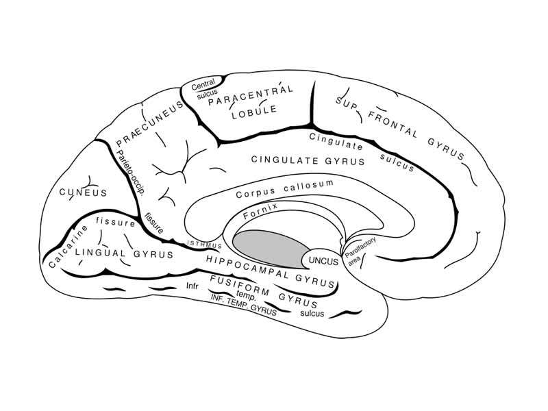 Medial surface of left cerebral hemisphere.