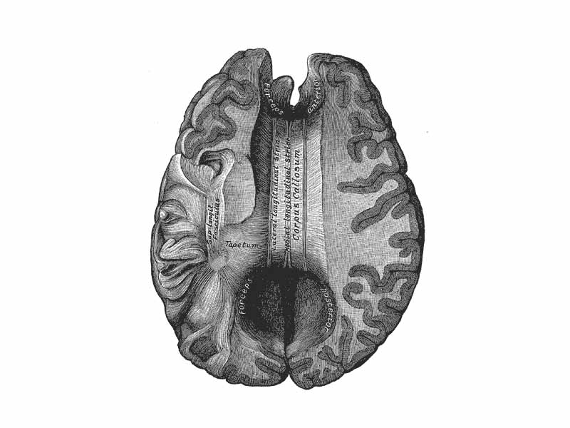 Corpus callosum from above. (Anterior portion is at the top of the image.)