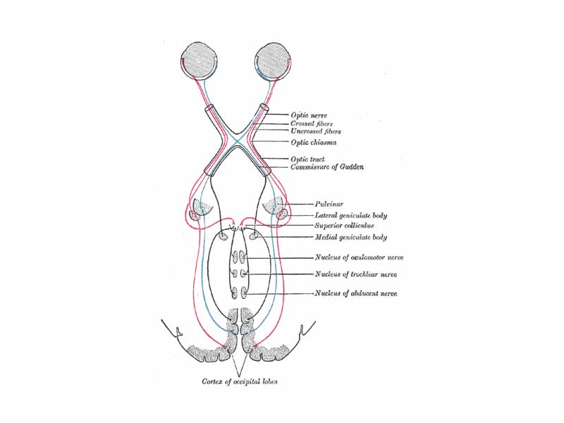 Gray's FIG. 722– Scheme showing central connections of the optic nerves and optic tracts.