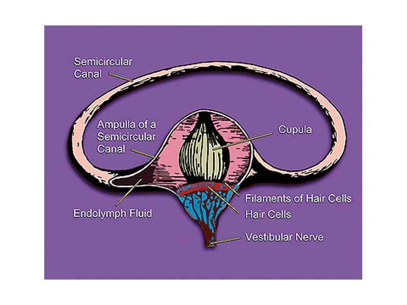 Inner ear illustration showing semicircular canal, hair cells, ampulla, cupula, vestibular nerve, & fluid