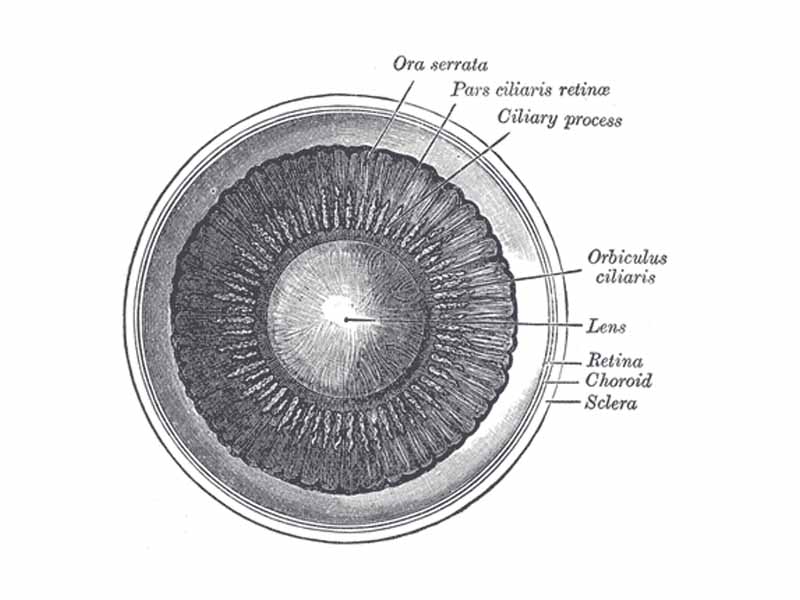 Interior of anterior half of bulb of eye.