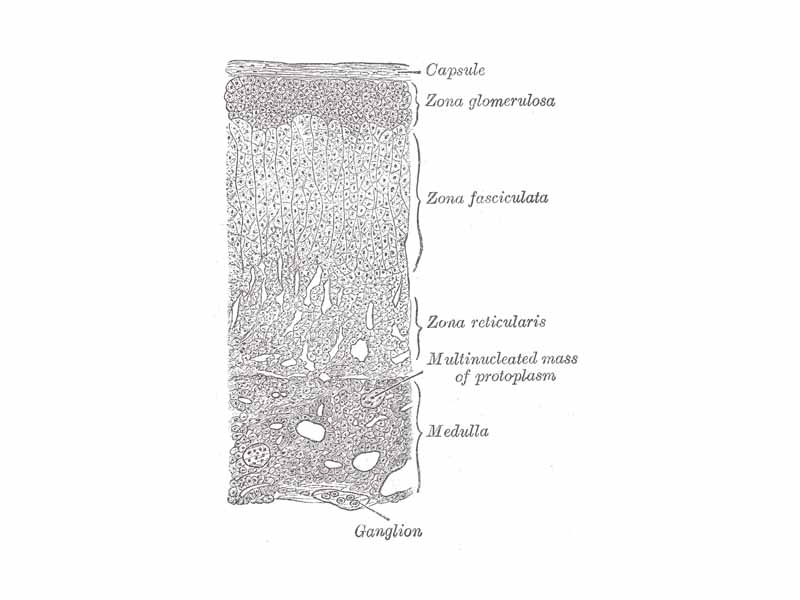 Layers of adrenal cortex.