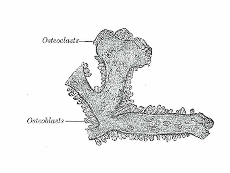 Osteoblasts and osteoclasts on trabecula of lower jaw of calf embryo.